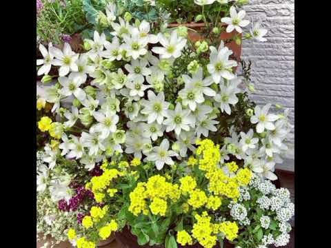 تعطيره ثم نشيد ولد الهدى عبدالرزاق حسين العلي