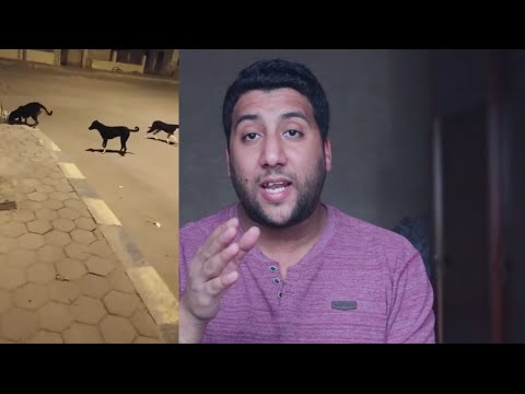 فيديو: هل يمكن أن تصاب الكلاب بالآزوتوريا؟