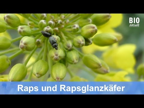 Video: Kaolin-Ton-Insektenbekämpfung - Verwendung von Kaolin-Ton auf Obstbäumen und Pflanzen