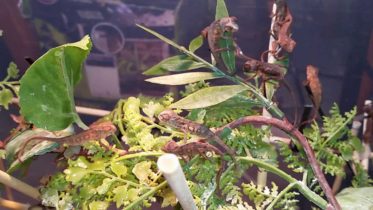 camera iphone 8 plus apk Baby Panther Chameleon Update and Feeding