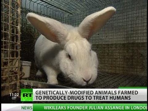 Animal Pharm: How to milk a transgenic rabbit - and why ...