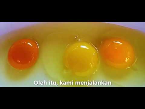 Video: Bagaimana anda mewarnakan telur kuning?
