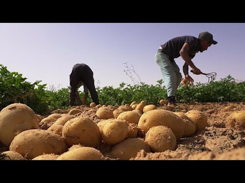 Le Sahara algérien, véritable pôle agricole international