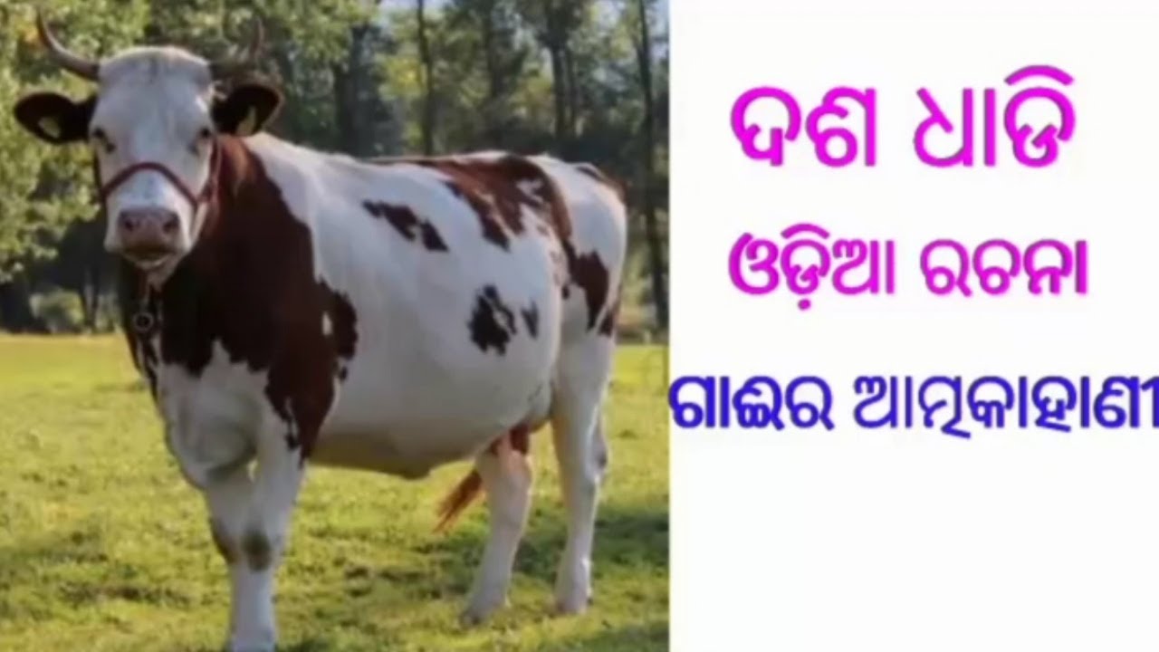 cow essay in odia 10 lines