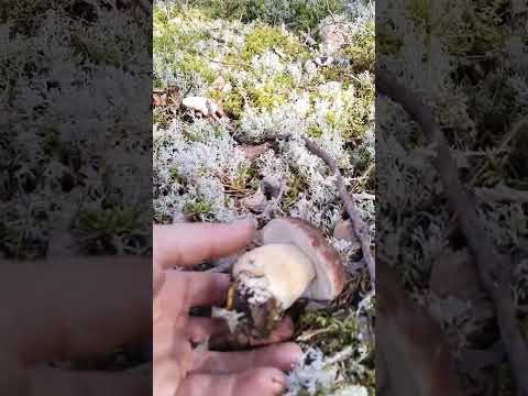 Грибник в шоке и ошарашен, такого не ожидал! Сказочная Карелия, грибы 2023 #shorts