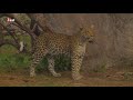 Ein leopard mit kleinen schwchen  deutsch  3sat tierdokumentation 