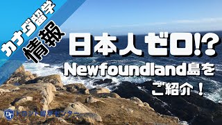 【カナダ留学情報】日本人ゼロの場所に飛び込むとは？Newfoundland島をご紹介！Study Abroad in Newfoundland and Labrador, Canada #カナダ留学