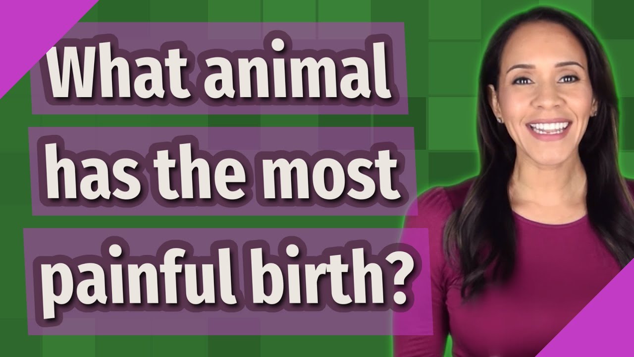 What animal has the most painful birth?