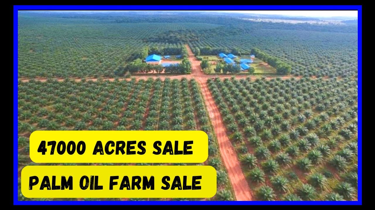 47000 ACRES PALM OIL FARM FOR SALE YouTube