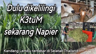 Tanam Napier jimat banyak & lembu juga gemuk