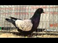 hyacinth (fancy pigeon)