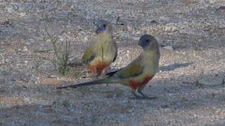 Australian Birds Birding Birdsville Track by Alana Dare and Greg Dare