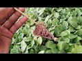 बैंगन की नर्सरी( Brinjal Nursery ) 9639392373