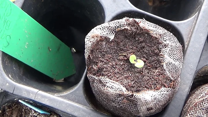 How To Start Perennial Salvia From Seed And Seedli...