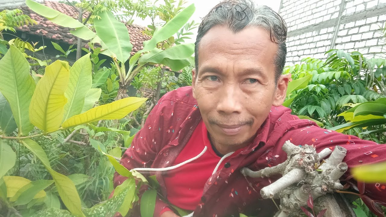 Akar Panjang#Start 13 #Akar not Paracite Nutrition at Organ Uweerrr Jamboo Planting in Pot💦💞🇮🇩