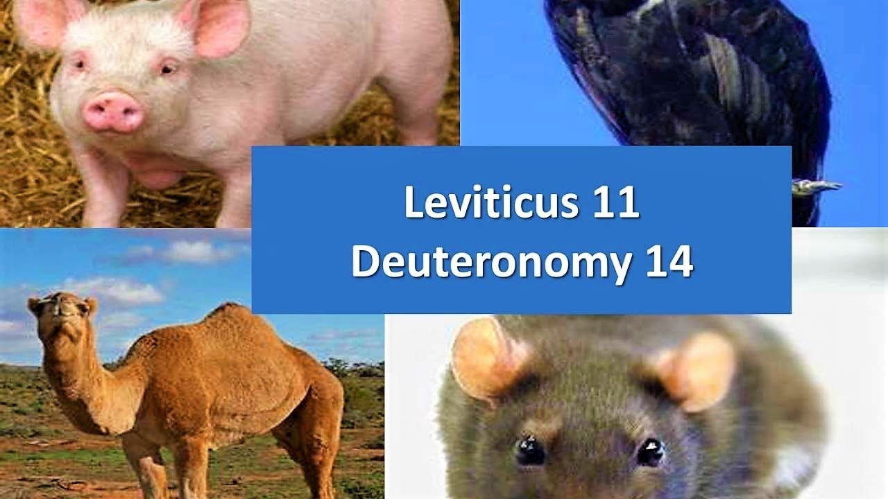  FB LIVE What Does Leviticus 11 42 Mean Is There Any Significance 5 27 20 MidWeek 