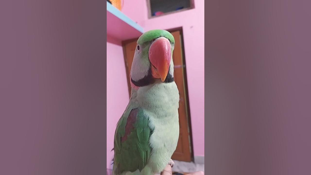 Ghumna hai inko 🤭🤭🤭trending shorts YouTube