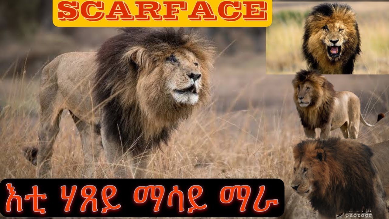 Scarface እቲ ንጉስ ናይ ጫካታት ማሳይ ማራ/ Scarface, The notorious and most famous lion of africa’s savanna