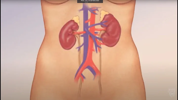 Watch How Kidneys Actually Work - DayDayNews