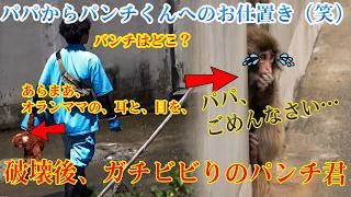 2026年7月24日パンチくん 🐵【やっちまった💦】破壊後、ガチビビりのパンチ君🐒💨パパからの特別なお仕置きタイムです🤣（笑）#パンチくん