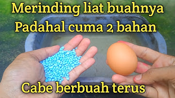 Merinding liat hasilnya cukup 2 bahan saja cabe berbuah lebat tanpa henti