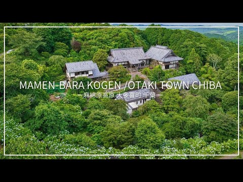 【千葉県】関東で1番美しいアジサイが見られる！大多喜町の麻綿原高原【Chiba】Mamen-bara kogen Otaki town 4K in Japan