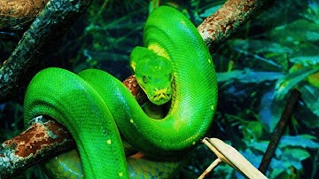 Bosslangen: de stille roofdieren | 4K natuurdocumentaire