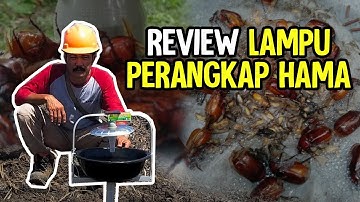 Review Lampu perangkap hama tenaga surya - #ReviewJN