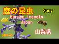 庭の昆虫 garden insects Japan Sony camera [4K]