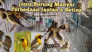 perbedaan Manyar jantan dan betina || jenis burung Manyar di indonesia
