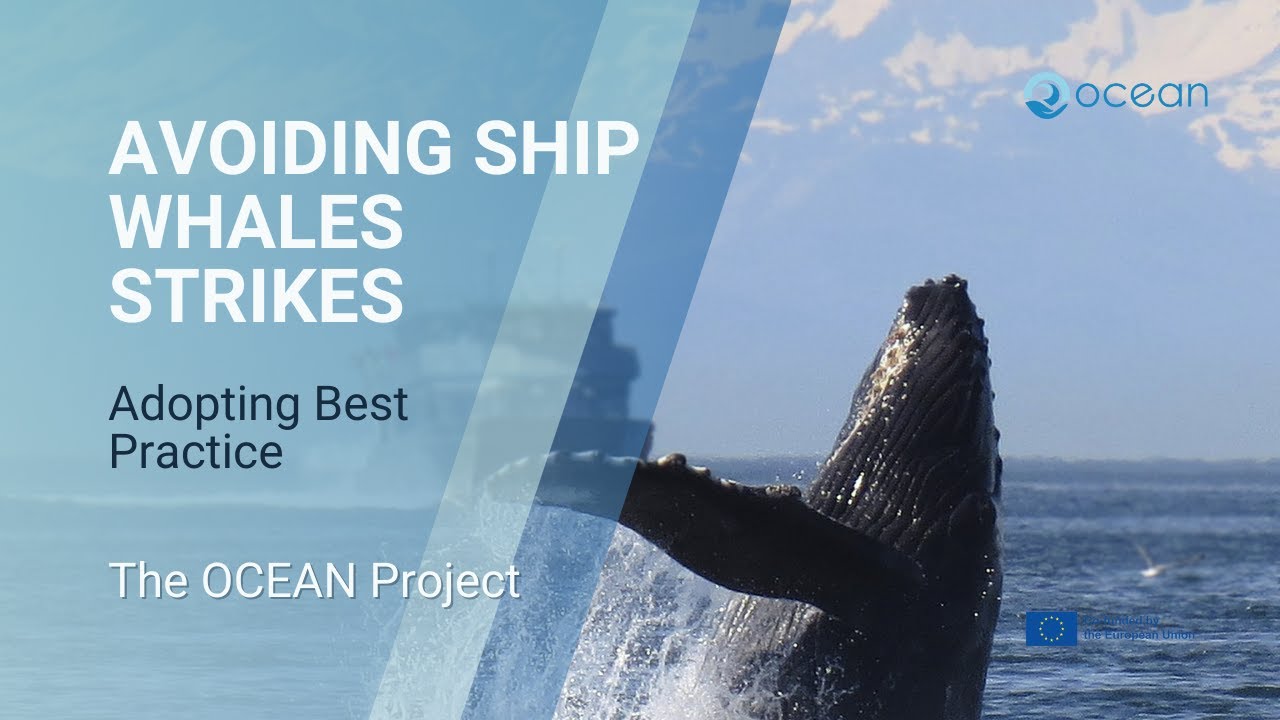 Best Practice to Avoid Ship Whale Strikes | The Nautical Institute