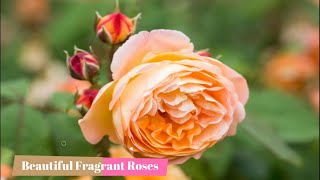 Fragrant Roses