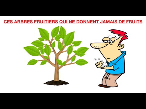 Vidéo: Pourquoi mon arbre à pain laisse-t-il tomber des fruits : les raisons de la chute des fruits à pain