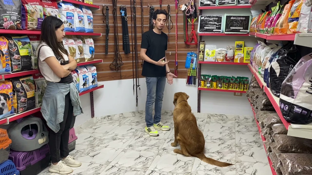 تعليم الكلب أمر الثبات / عن طريق توجيه صاحبة لوكا