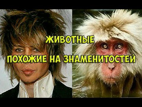 ЗНАМЕНИТОСТИ И ЖИВОТНЫЕ / Животные похожие на знаменитостей как две капли воды