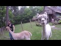 Alpacas eating apples