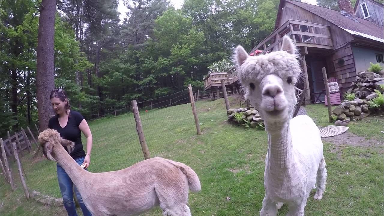 Alpacas eating apples YouTube