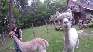 Alpacas eating apples