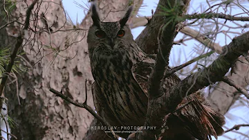 Eurasian eagle-owl call