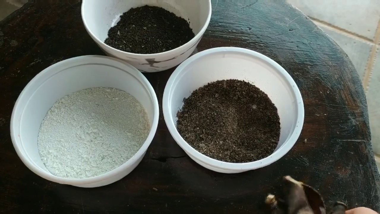 Best homemade organic fertilizer for your plantsBanana peel /Egg shells /Used tea leaves