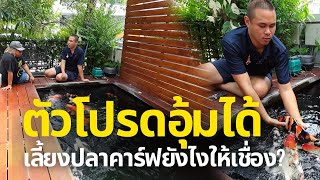 เลี้ยงปลาคาร์ฟเชื่องมากจนอุ้มได้ ทำยังไง? | ตัวโปรด EP.10