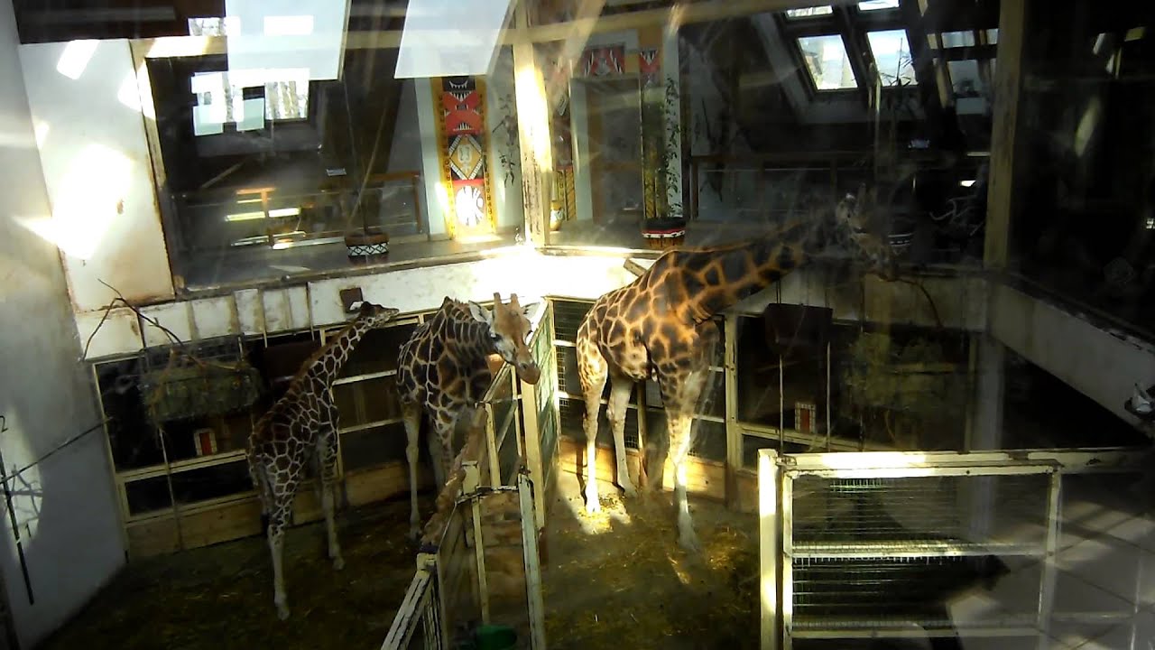 ZOO Zlín 8.3.2015 - žirafy - YouTube