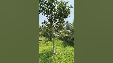 Bán đất đẹp đường oto có sẵn 100m2 thổ cư ở xã bình trưng tỉnh tiền Giang ngang 10dai48🌹 0944773589