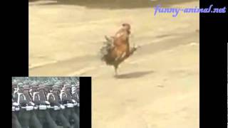 Actually humans learned goose step from roosters []