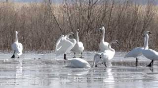 The Trumpet Of The Swan