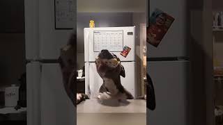 The Most Hilariously Cute Dog#funnydogs#cute#doglover#FunnyCuteDog#AdorablePuppy#FunnyCuteDog