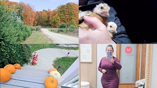 картинка: БУДНИ СЕЛЬЧАНКИ. ЦЫПЛЯТ БРОСИЛА МАМА. БОЛЬШИЕ ПОСЫЛКИ. 