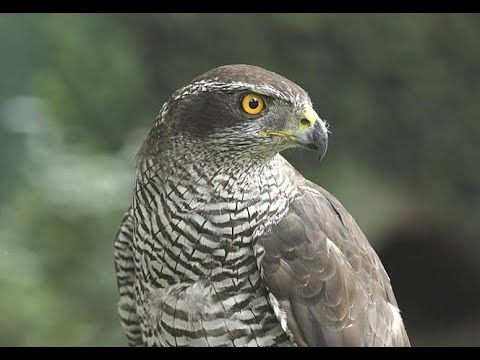 صقر الباز ماشاء الله منتهى الجمال والقوة