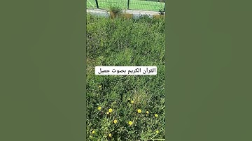 القرآن الكريم بصوت جميل #ماهر_المعيقلي #القران_الكريم #اكسبلور #flowers #المصحف