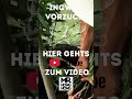 Ingwer Vorzucht